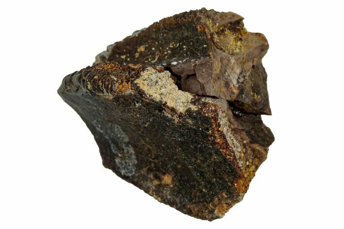 Fossil Dinosaur (Triceratops) Partial Tooth - Wyoming #339754